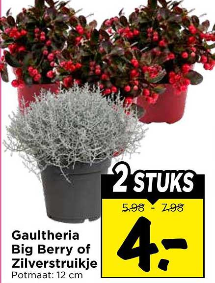 Gaultheria Big Berry of Zilverstruikje 2 STUKS