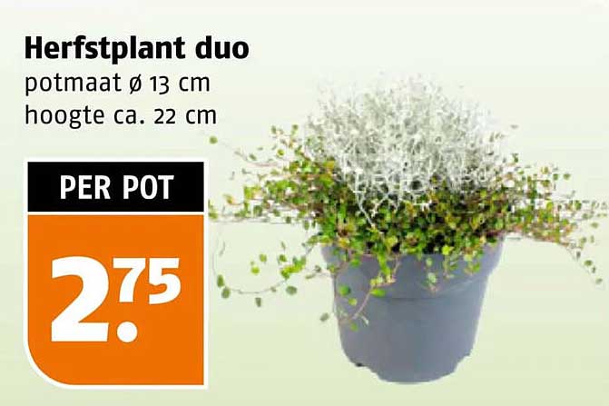 Herfstplant duo potmaat ø 13 cm hoogte ca. 22 cm PER POT