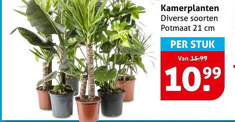 Kamerplanten Diverse soorten Potmaat 21 cm PER STUK