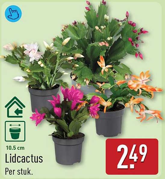 Lidcactus