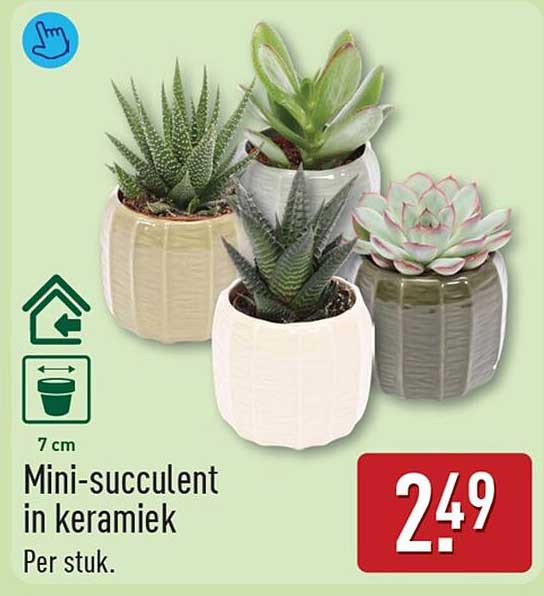 Mini-succulent in keramiek
