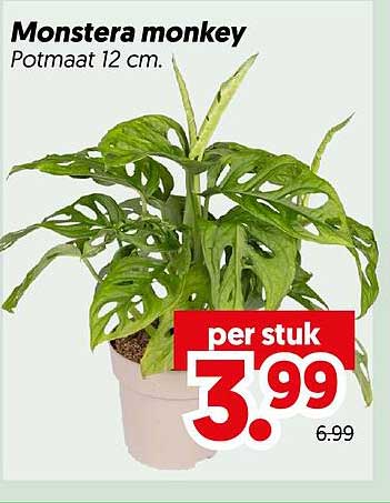 Monstera monkey Potmaat 12 cm. per stuk