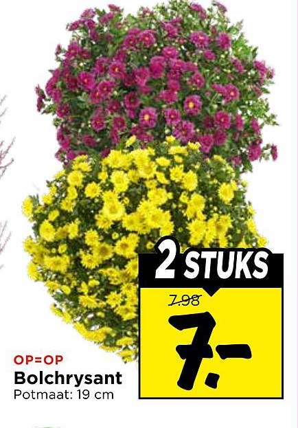 OP=OP Bolchrysant Potmaat: 19 cm 2 STUKS