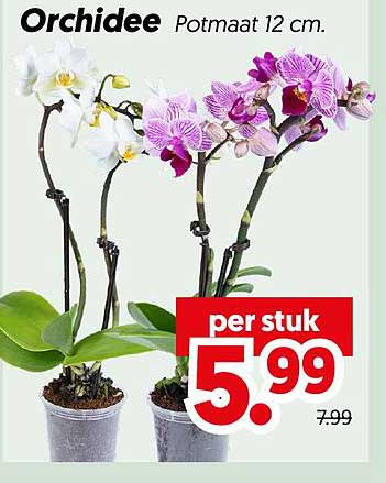 Orchidee Potmaat 12 cm. per stuk