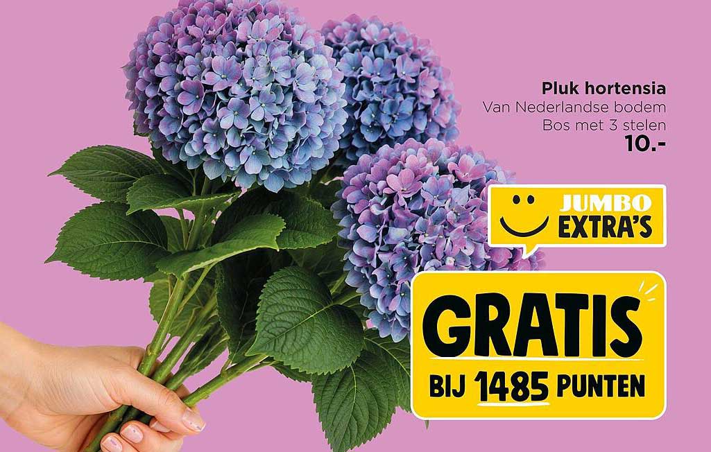 Pluk hortensia Van Nederlandse bodem Bos met 3 stelen GRATIS BIJ 1485 PUNTEN