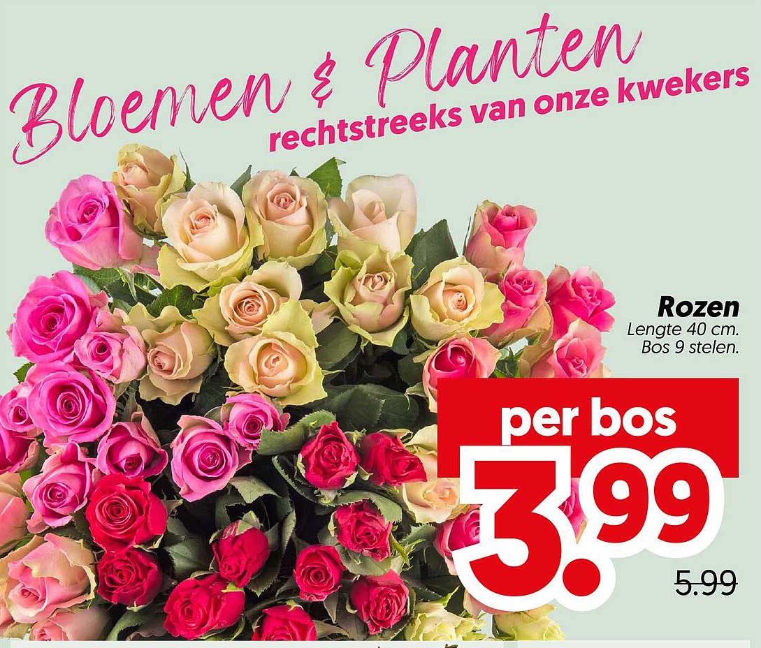 Rozen, Lengte 40 cm, Bos 9 stelen