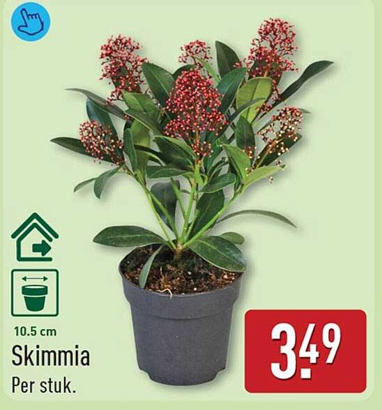 Skimmia