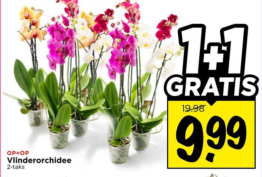 Vlinderorchidee 2-taks 1+1 gratis