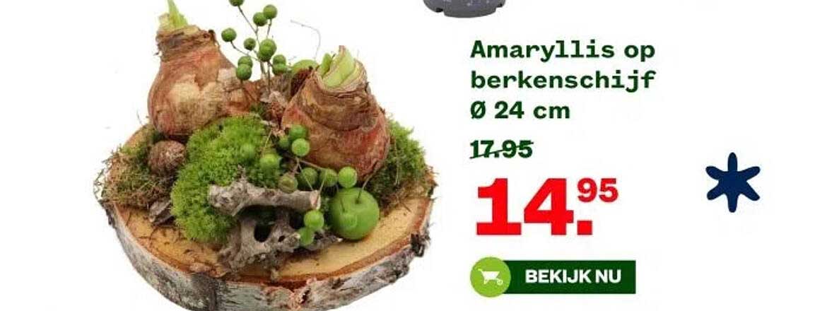 Amaryllis op berkenschijf Ø 24 cm