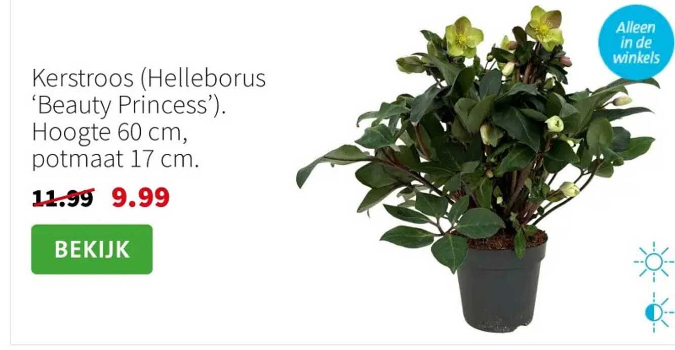 Kerstroos (Helleborus ‘Beauty Princess’). Hoogte 60 cm, potmaat 17 cm.