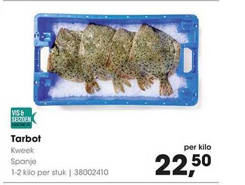 Tarbout Kweek Spanje 1-2 kilo per stuk