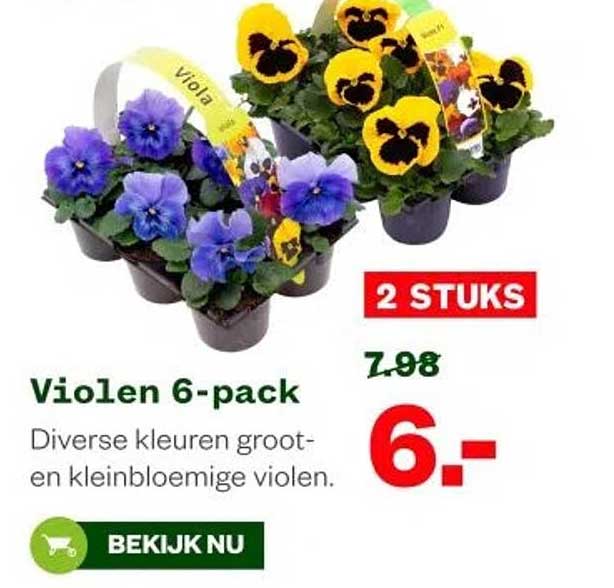 Violen 6-pack