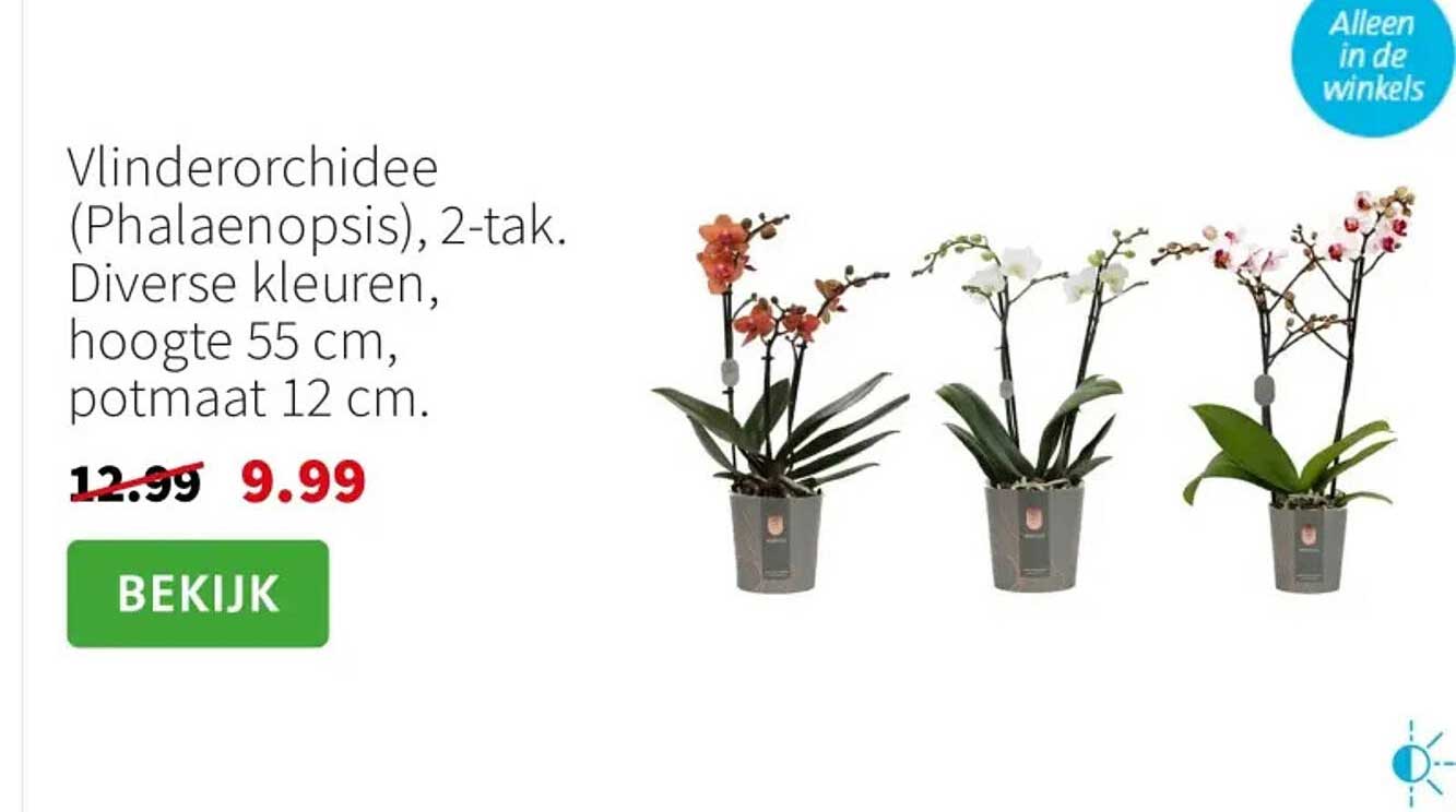 Vlinderorchidee (Phalaenopsis), 2-tak. Diverse kleuren, hoogte 55 cm, potmaat 12 cm.