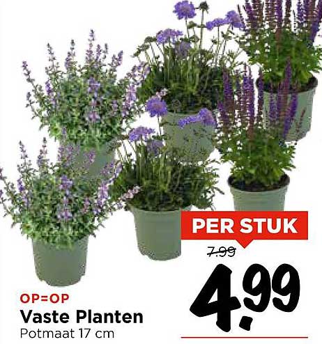 Vaste Planten