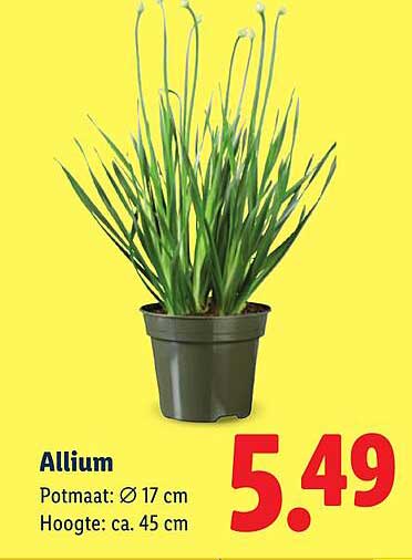Allium
