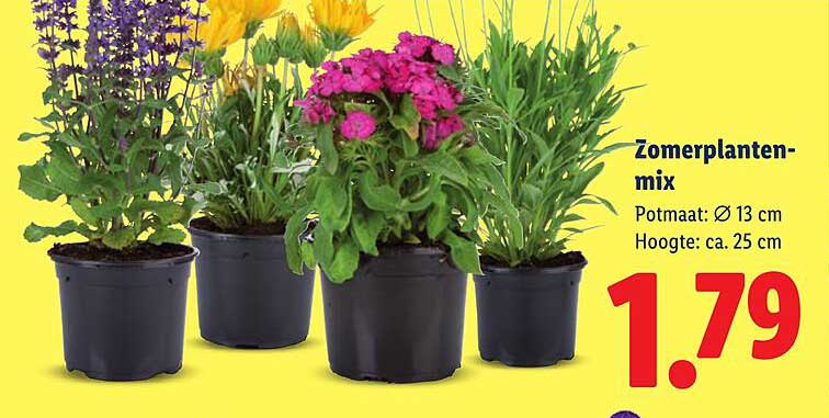 Zomerplanten-mix
