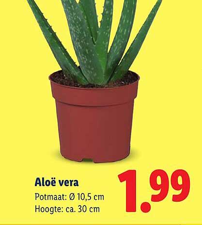 Aloë vera