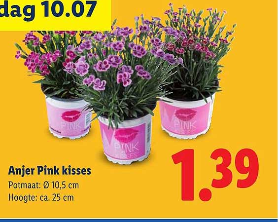 Anjer Pink kisses