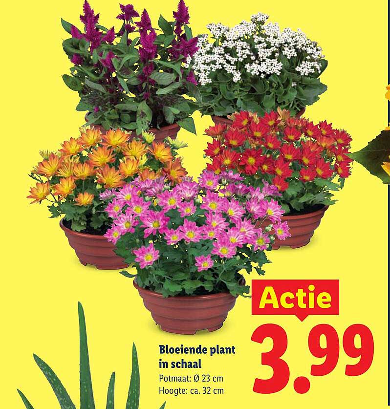 Bloeiende plant in schaal