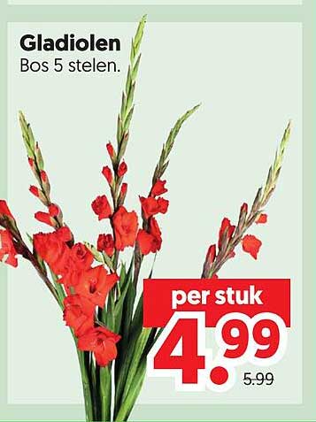 Gladiolen Bos 5 stelen.