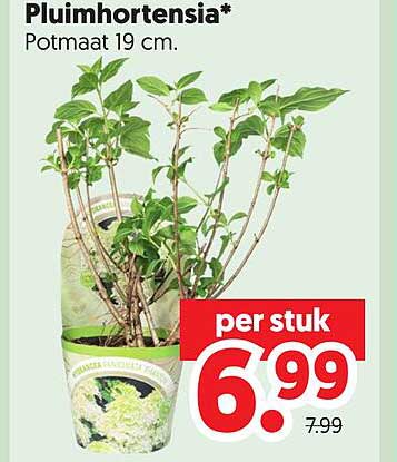 Pluimhortensia* Potmaat 19 cm. per stuk