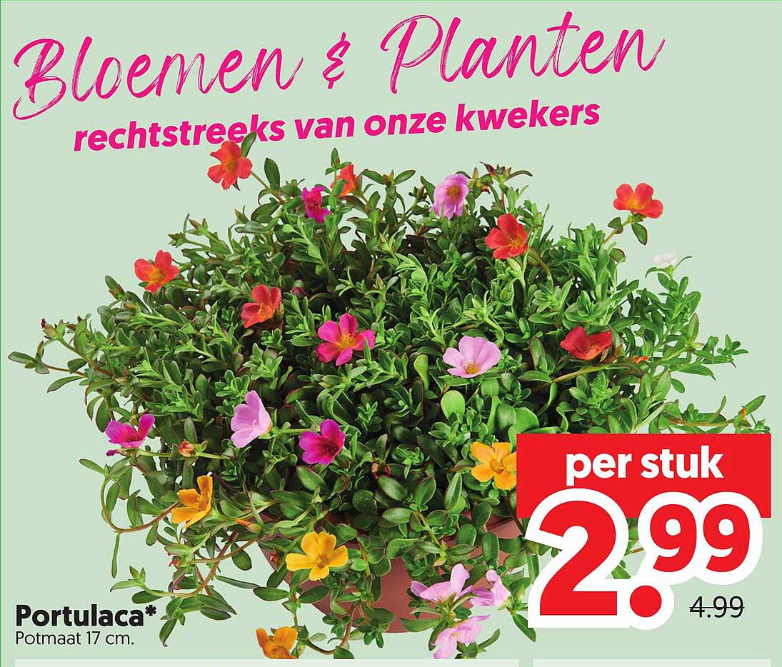 Portulaca*