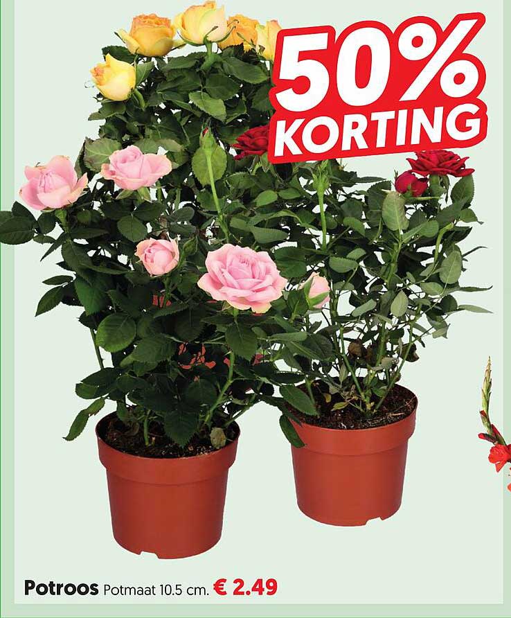Potroos Potmaat 10.5 cm. 50% KORTING