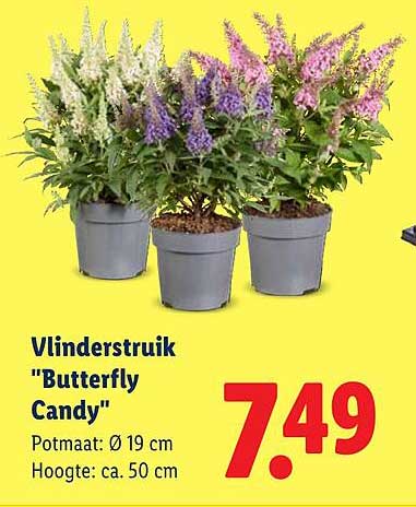 Vlinderstruik "Butterfly Candy"