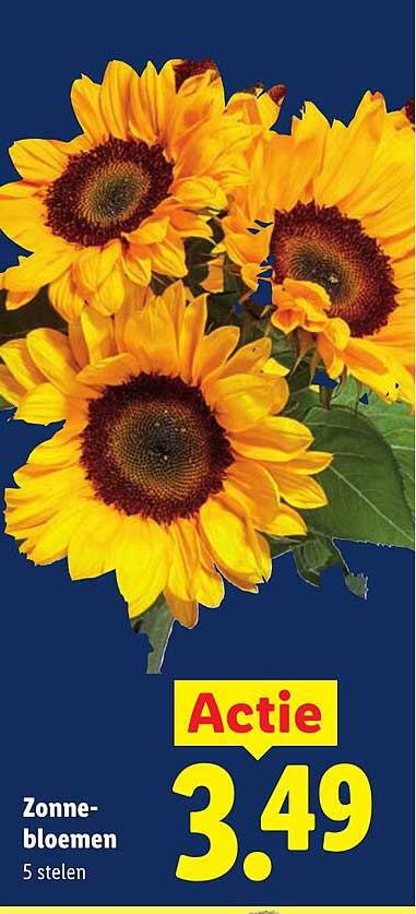 Zonne-bloemen 5 stelen Actie