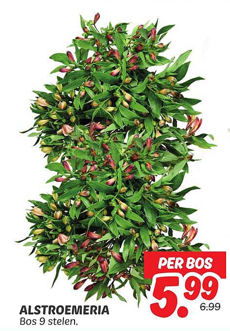 ALSTROEMERIA Bos 9 stelen.