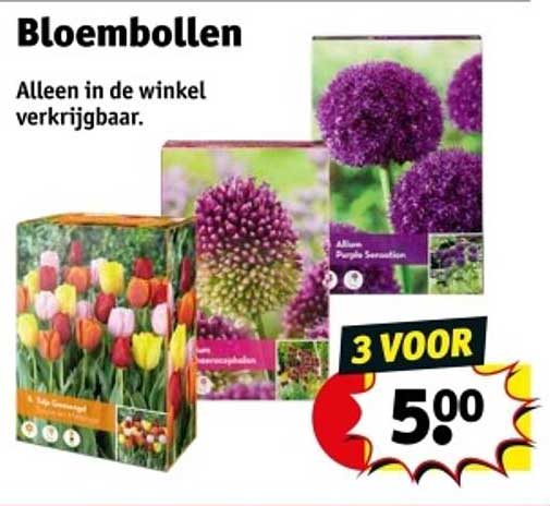 Bloembollen