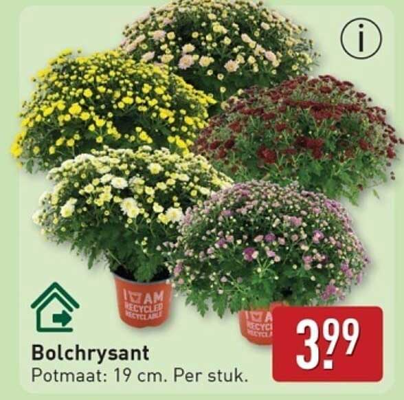 Bolchrysant