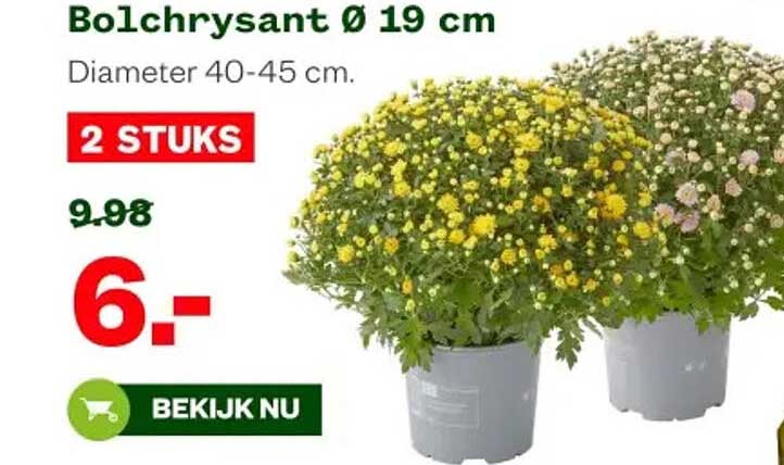 Bolchrysant Ø 19 cm