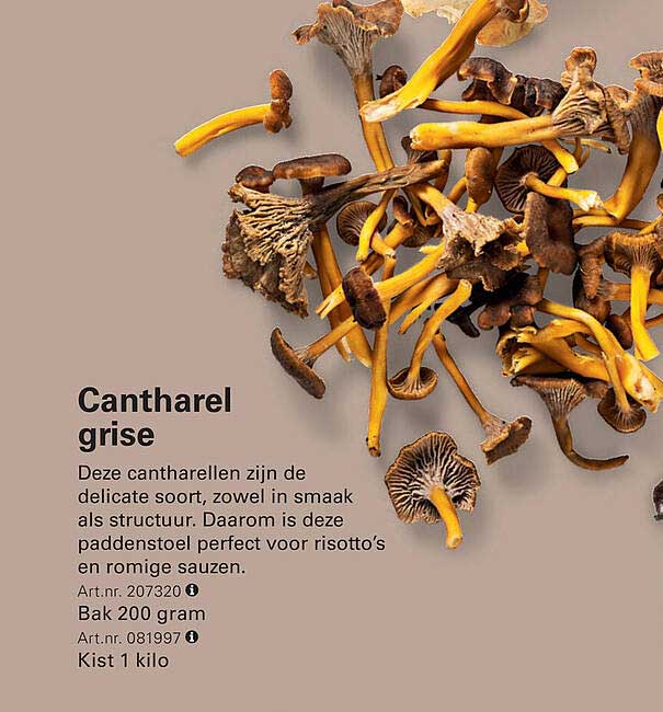 Cantharel grise