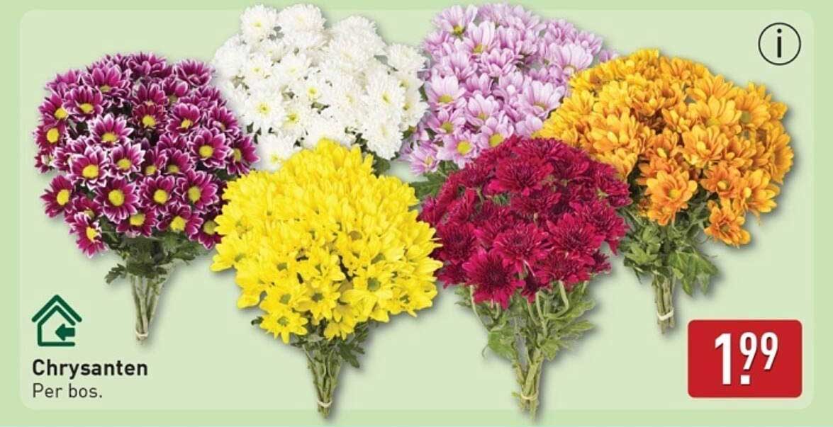 Chrysanten per bos