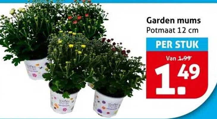 Garden mums Potmaat 12 cm