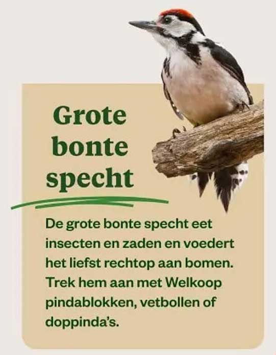 Grote bonte specht