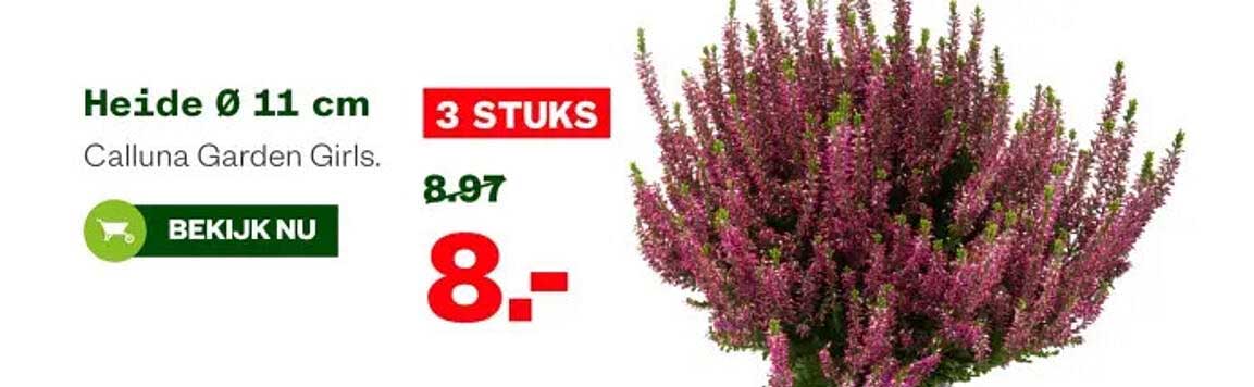 Heide Ø 11 cm Calluna Garden Girls - 3 STUKS