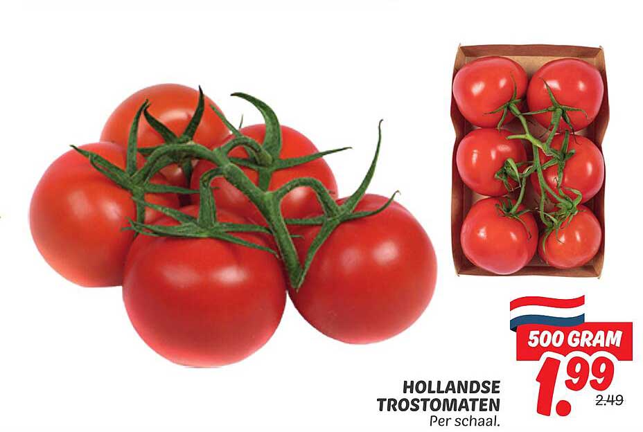 HOLLANDSE TROSTOMATEN