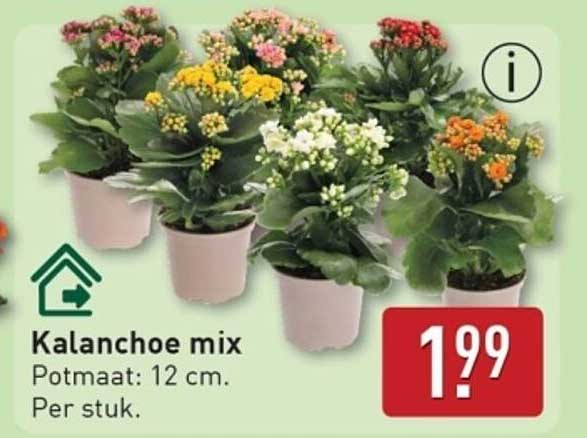Kalanchoe mix