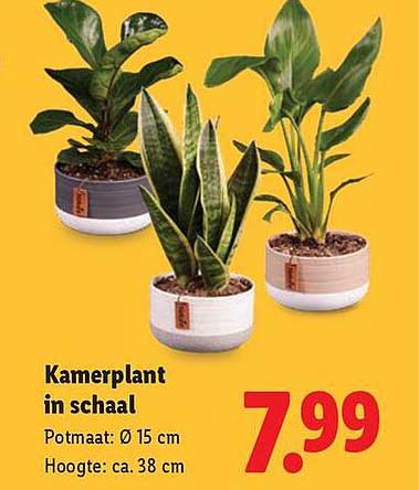 Kamerplant in schaal
