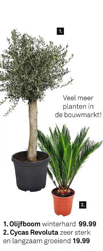 1. Olijfboom winterhard