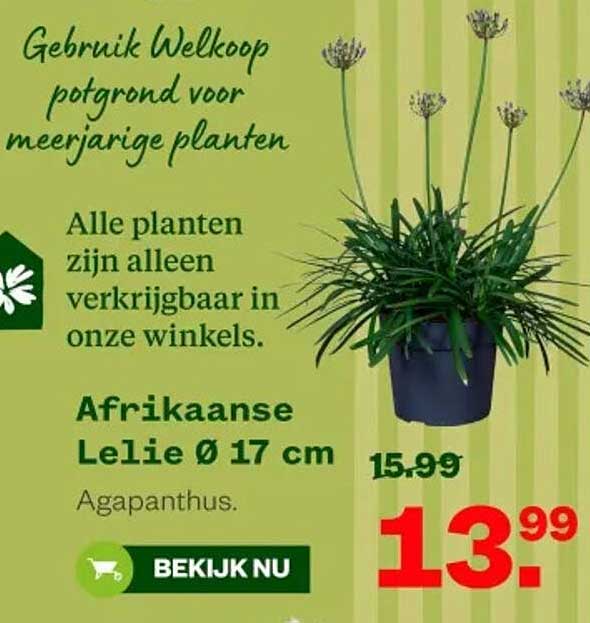 Afrikaanse Lelie Ø 17 cm