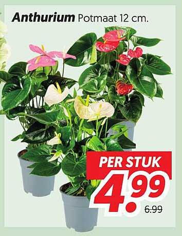 Anthurium Potmaat 12 cm. PER STUK