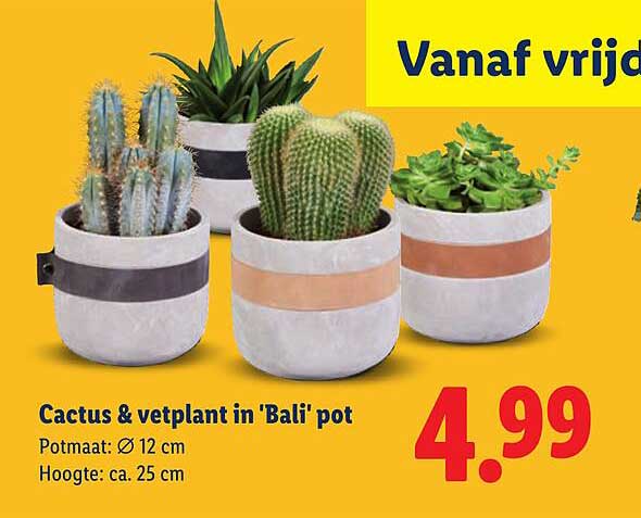 Cactus & vetplant in 'Bali' pot