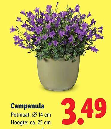 Campanula