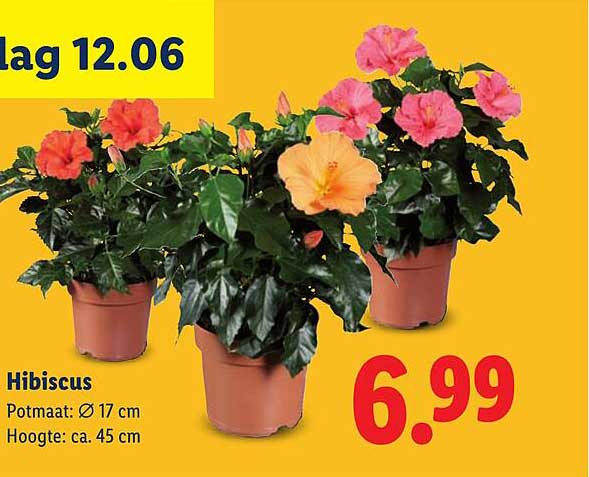 Hibiscus