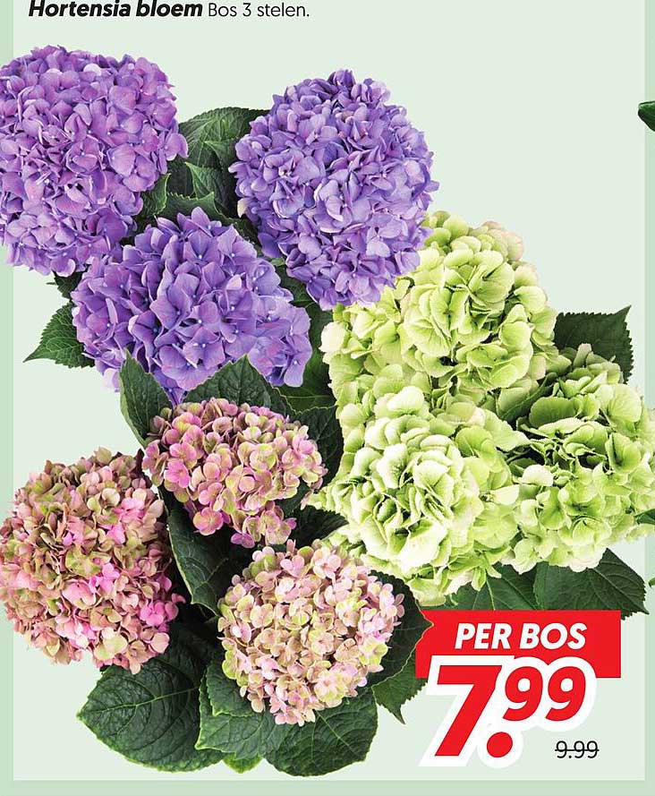 Hortensia bloem Bos 3 stelen
