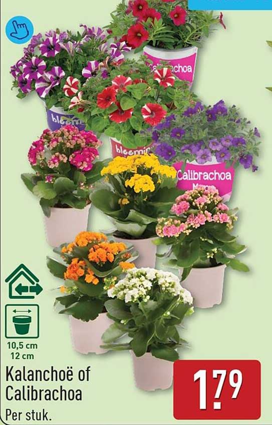 Kalanchoë of Calibrachoa