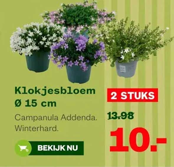 Klokjesbloem Ø 15 cm 2 STUKS